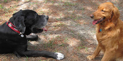 Missing Grendel